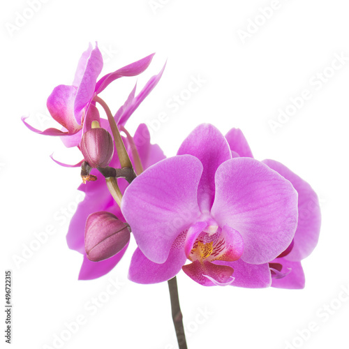 Blooming twig of purple orchid.