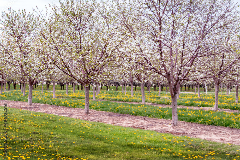 Springtime Cherry trees in a Michigan orchard are covered in white blooms