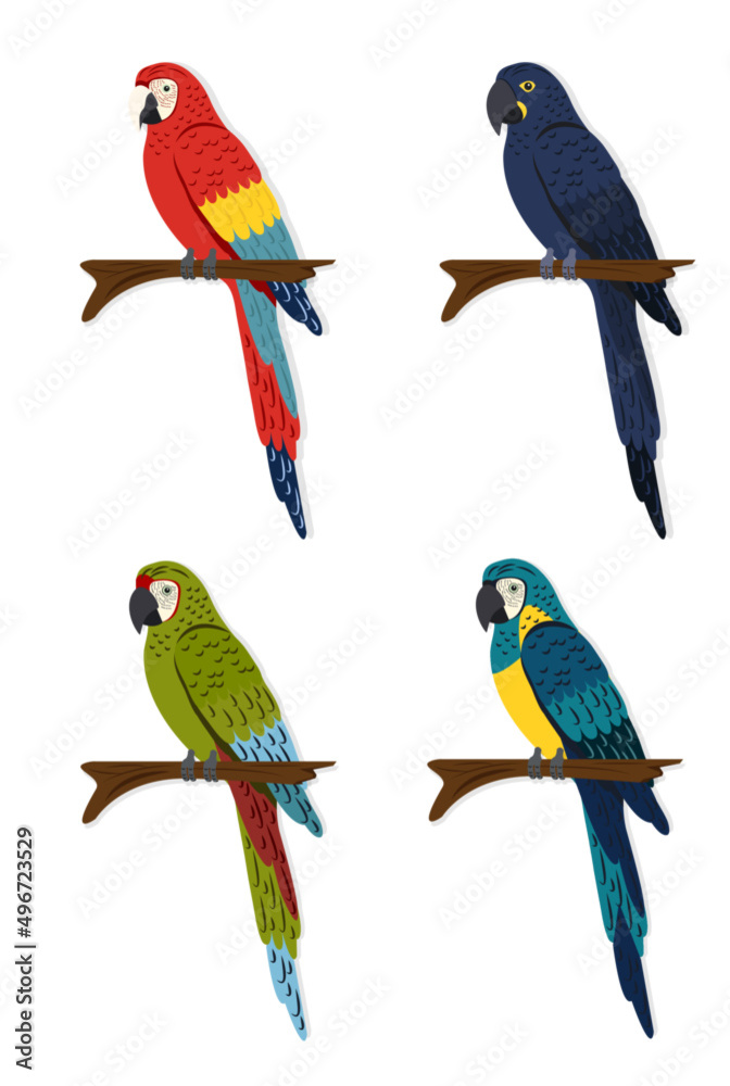 Fototapeta premium 4 different macaw species / Bird illustration / Ai Illustrator / Editable