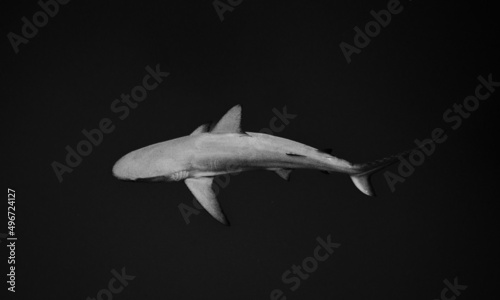 Bahamas Shark © Wilson
