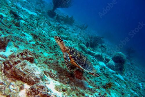 Green Sea Turtle swimming over coral in the Bonaire Marine Park