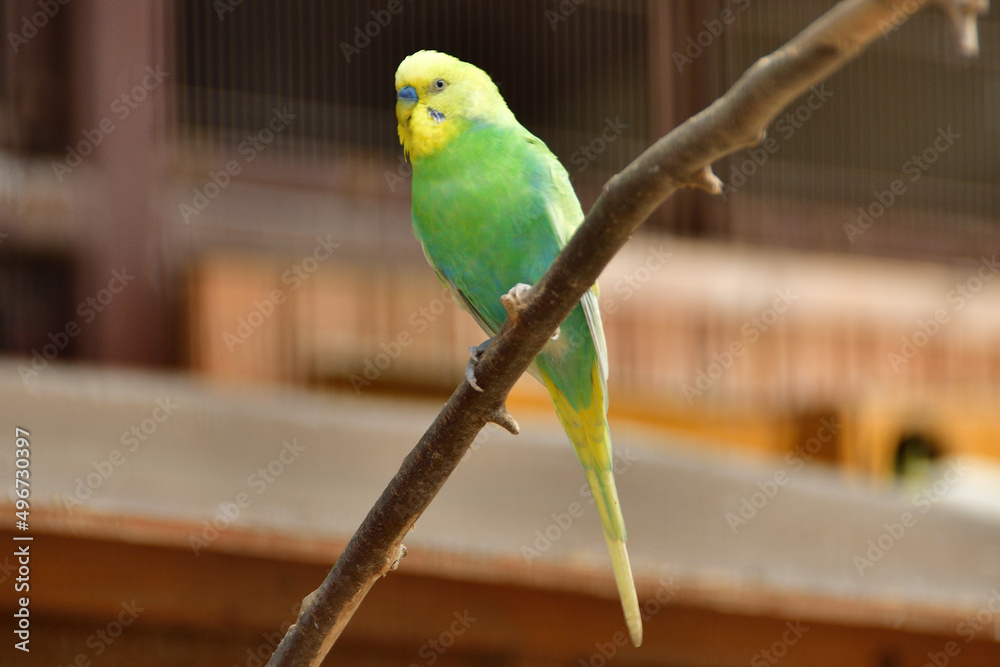 Obraz premium 枝にとまる黄緑色のインコ