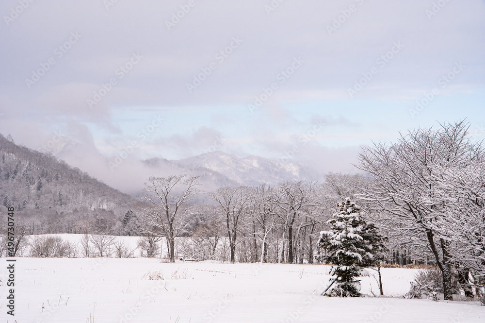 Fototapeta premium 冬の田舎の雪に覆われた木々の風景。