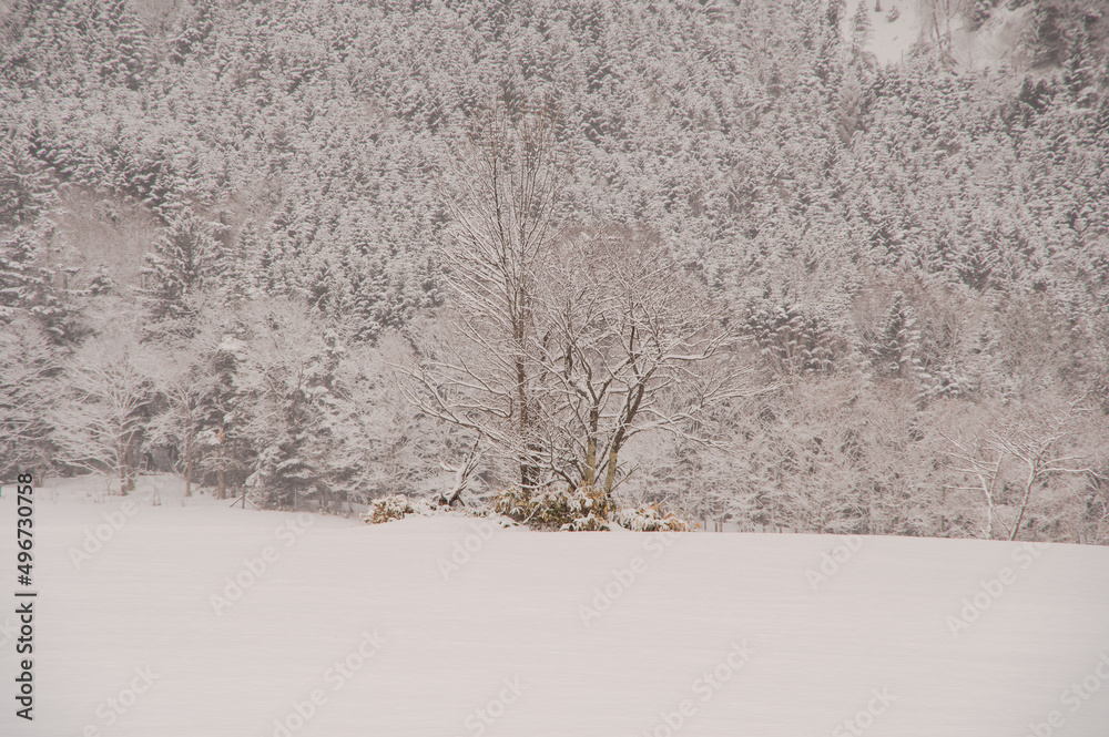 Fototapeta premium 雪に覆われた冬の森の木々。