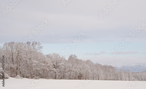 冬の田舎の雪に覆われた木々の風景。