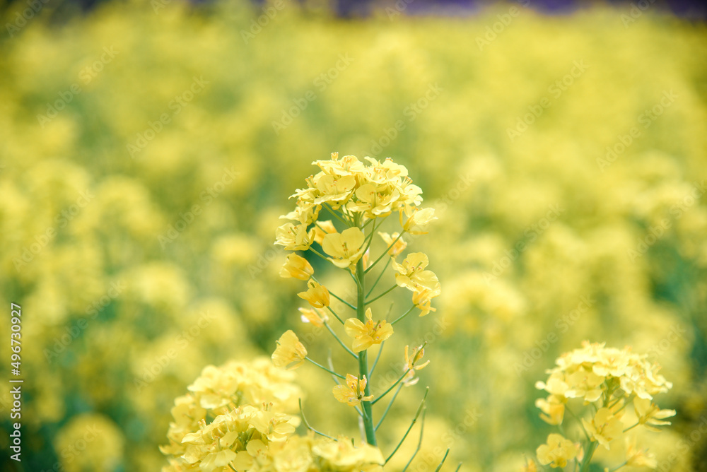 菜の花畑 菜の花畑