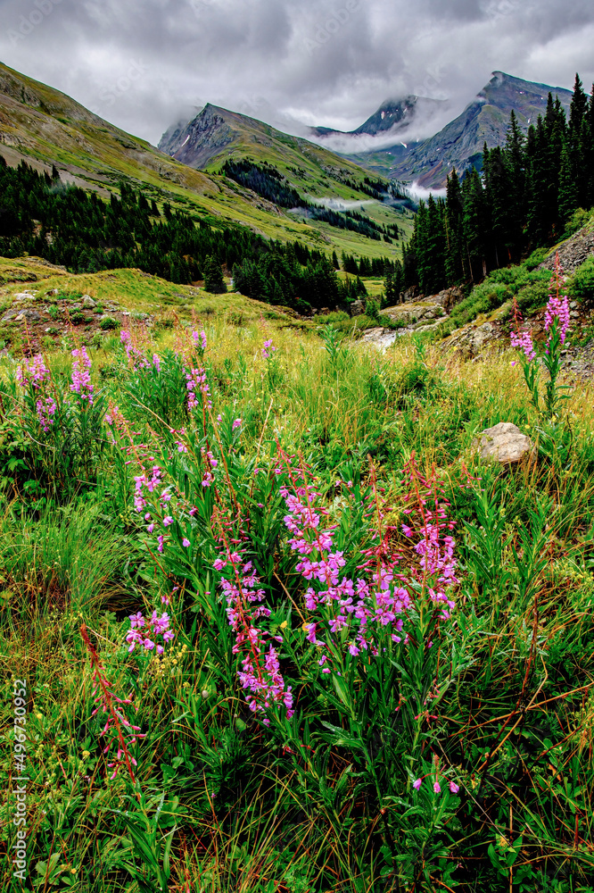 Fototapeta premium Animas Forks Fireweed