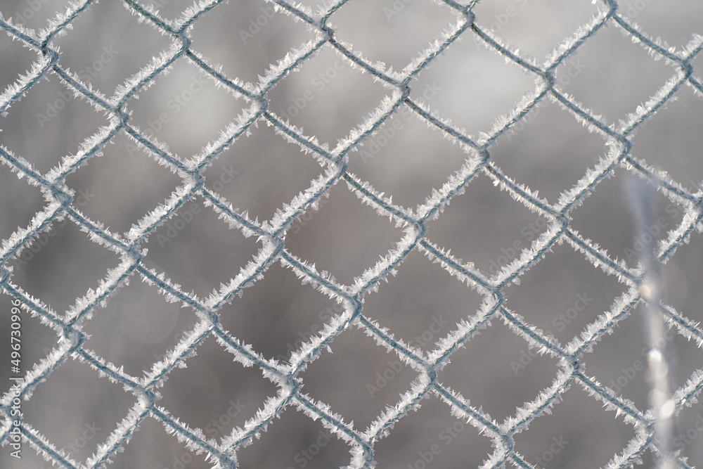 Fototapeta premium 霧氷