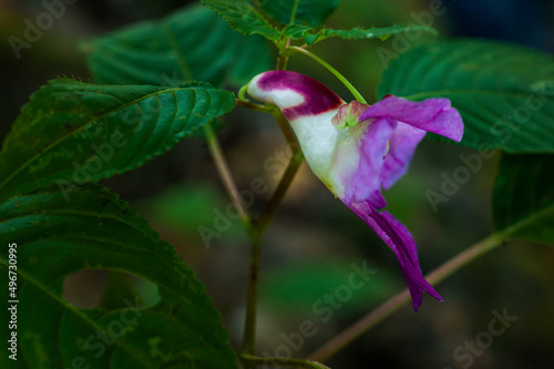 Beauty impatiens psittacina  parrot flower at Doi Luang Chiang Dao mountain  Chiang Mai  Thailand.