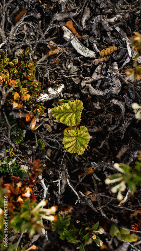 stranwberries regional