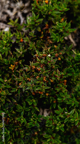red and green leaves