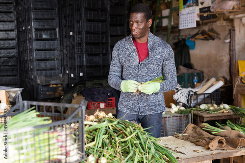 African American farmer peeling and sorting green onions. Harvest preparation for storage photo