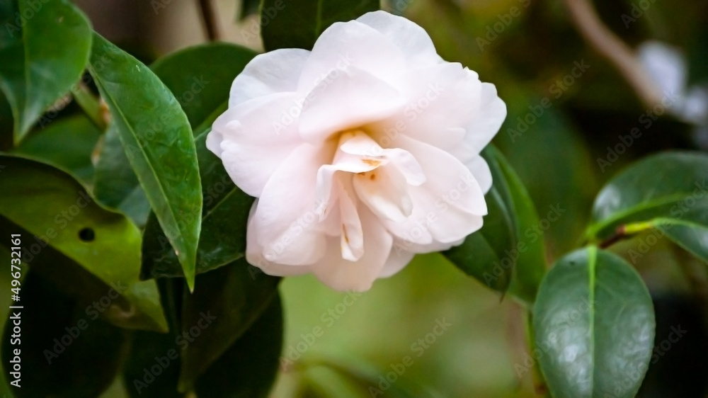White Flower in the Summer's Light 7 White Flower in the Summer's Light 7