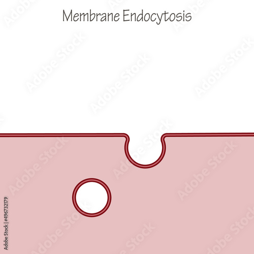 Membrane endocytosis blank template vector illustration