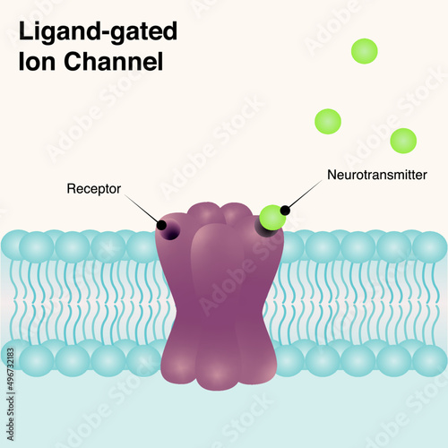 Ligand-gated ion channel diagram photo