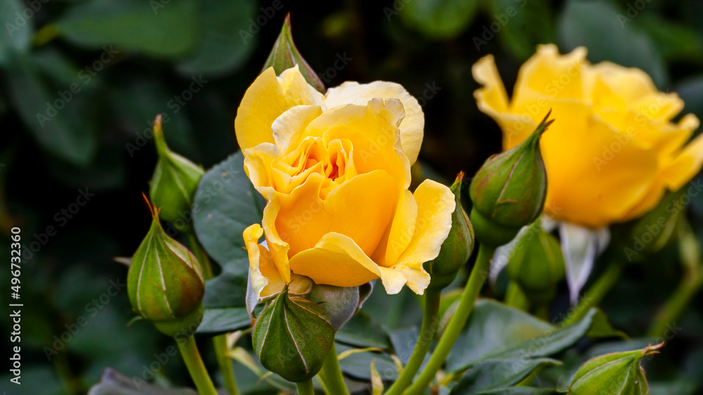 Yellow Rose in Spring Sunlight 9