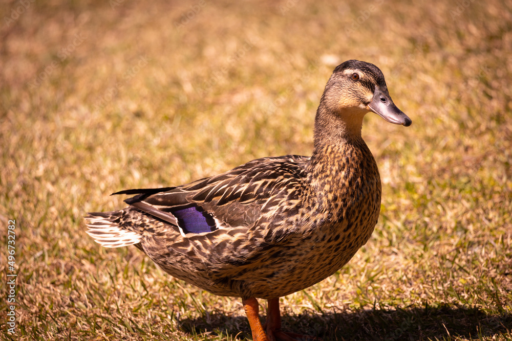 duck on the grass duck on the grass