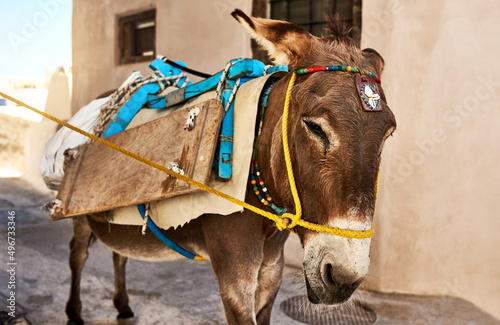 He has been working the whole day. Shot of a hard working donkey carrying equipment on its back while walking down a street during the day.