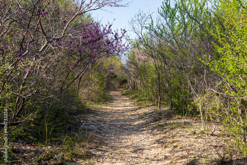 footpath in the woods