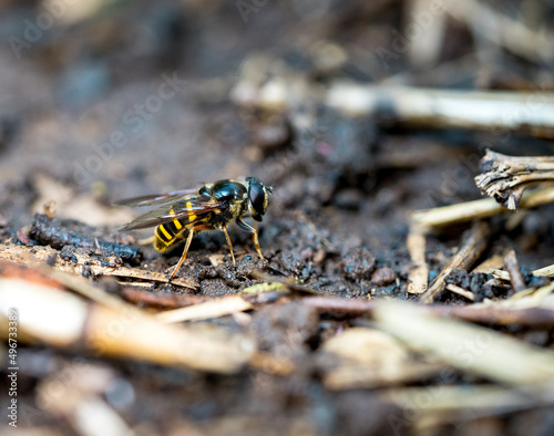 Wasp on ground of farm © Adeline