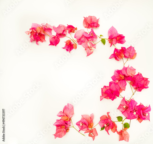 Beautiful pink bougainvillea flowers isolated against a white background. Shot flat lay with dead space. 