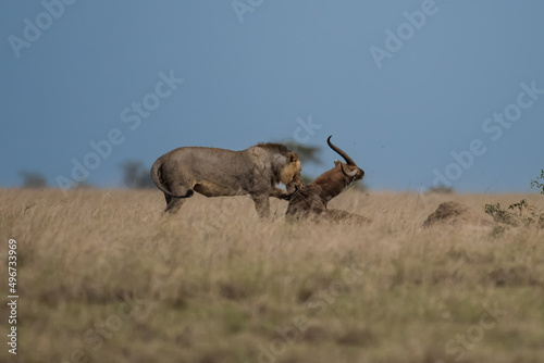 Big lion lying on savannah grass. Landscape with characteristic trees on the plain and hills in the background