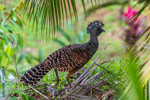 The great curassow (Crax rubra) is a large, pheasant-like bird from the Neotropical rainforests, its range extending from eastern Mexico, through Central America to western Colombia photo