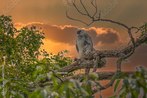 Konstfotografi The Harpy Eagle (Harpia harpyja) with green nature bokeh as background