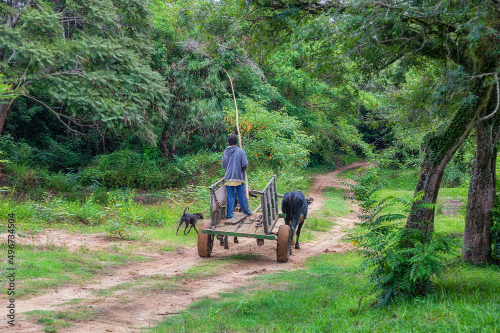 A poor farmer and his dog with an ox cart in the Paraguayan jungle. - obrazy, fototapety, plakaty 
