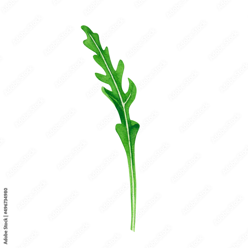 Fresh leaf salad arugula. Watercolor art on white background. Illustration for design, textiles, menu, poster, banner Fresh leaf salad arugula. Watercolor art on white background. Illustration for design, textiles, menu, poster, banner