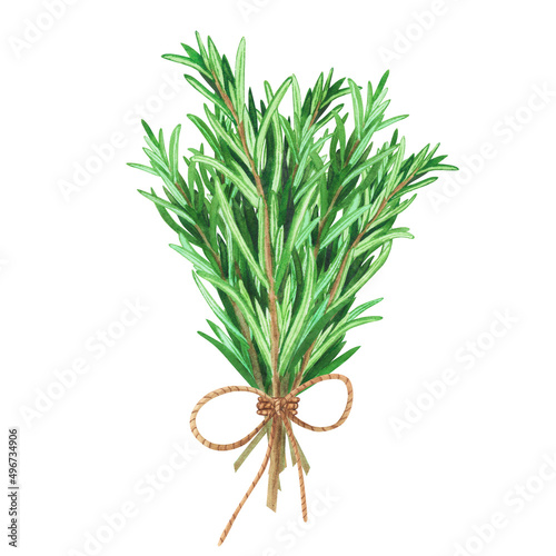 Bouquet fresh rosemary. Watercolor illustration culinary herbs for cooking Isolated on white background. Art for design