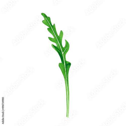 Fresh leaf salad arugula. Watercolor art on white background. Illustration for design, textiles, menu, poster, banner