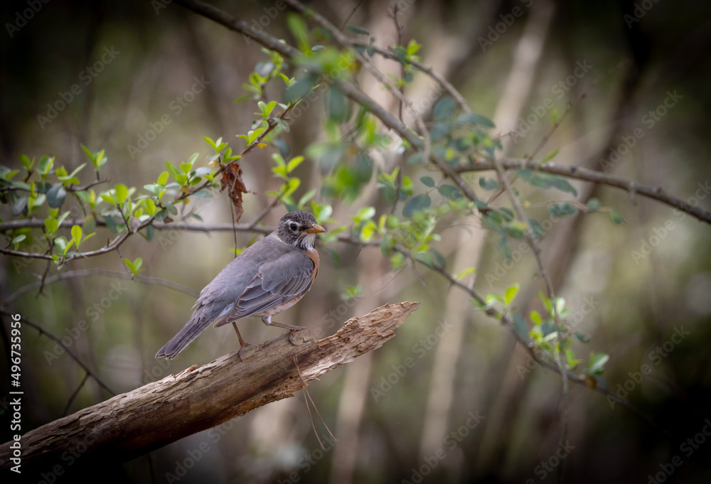 blackbird in the tree