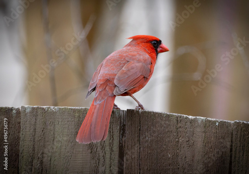 cardinal on a fence