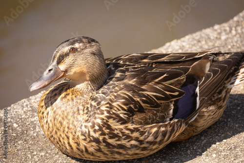 duck and ducklings
