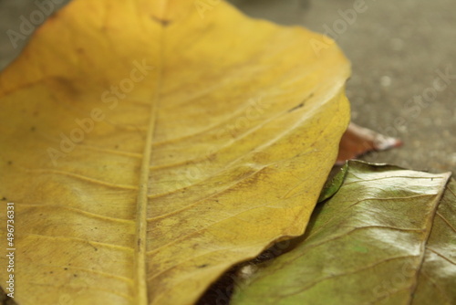 Dry leaves. Autumn leaves