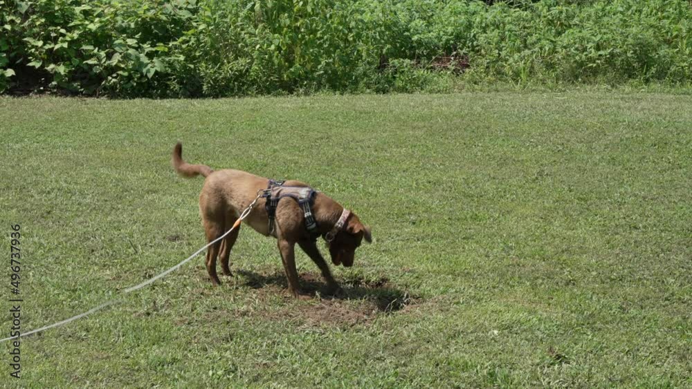 Brown dog digging a hole in the ground wide Brown dog digging a hole in the ground wide