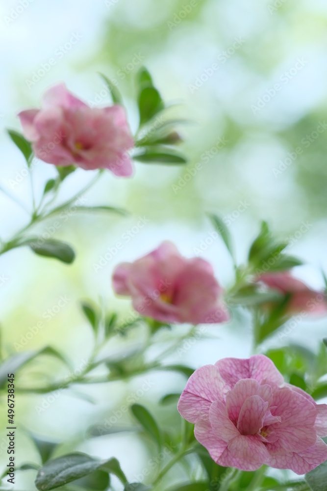 Fototapeta premium Small pink flowers and green leaves on a bush