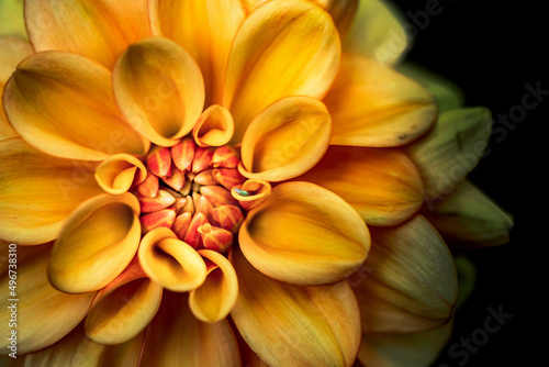 Macro photo of a beautiful Dahlia flower in bloom
