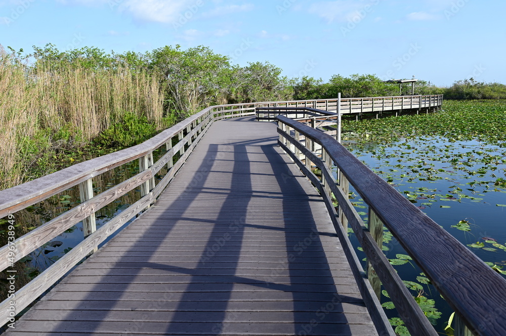 Anhinga Trail and boardwalk in Everglades National Park, Florida on sunny April morning.