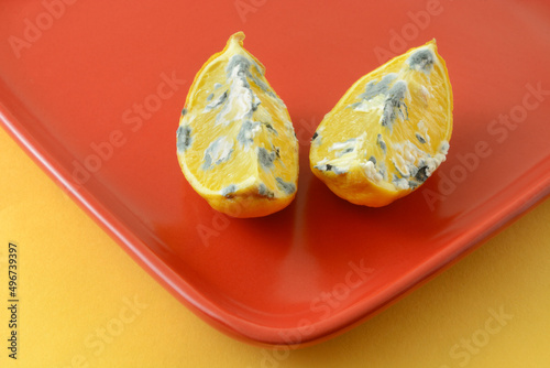 Quadro su tela Two moldy lemon wedges on red plate on yellow background