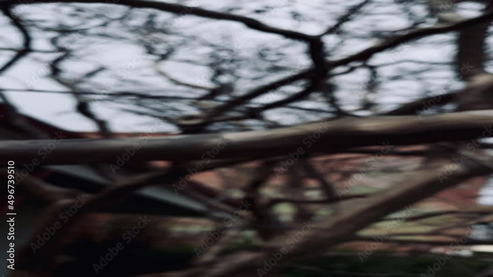 Vertical slow motion video of magnolia tree against sky Vertical slow motion video of magnolia tree against sky