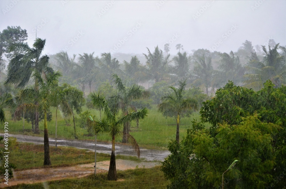 Leaves wet in the rain. Rainy day and a chill breeze. Leaves wet in the rain. Rainy day and a chill breeze.