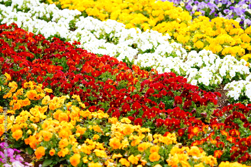 千葉県の春のお花畑