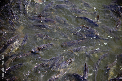 Feeding of freshwater fish raised in ponds
