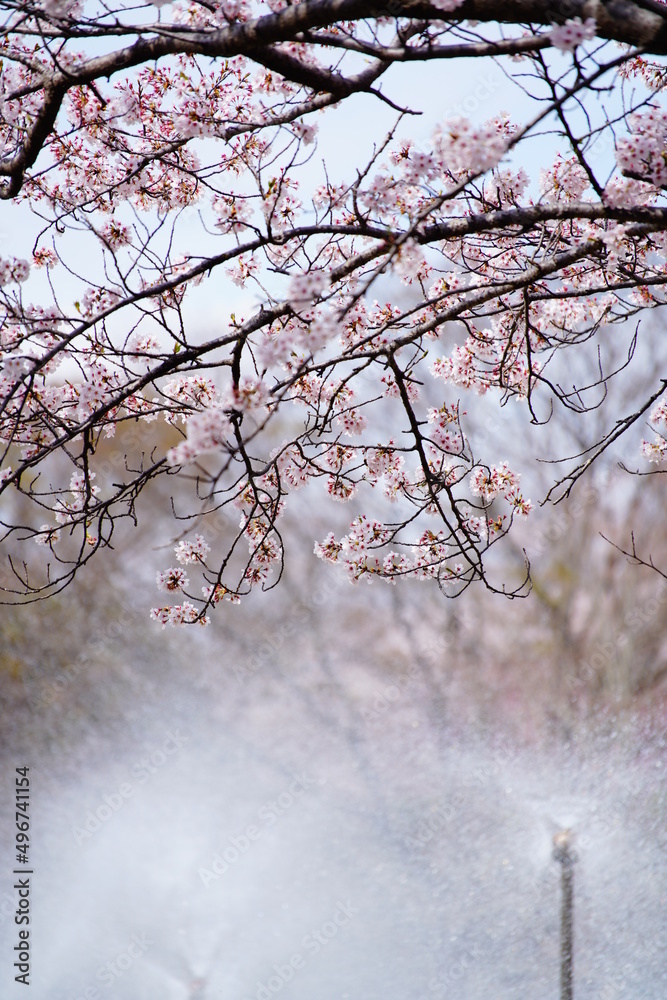 公園に咲く桜の花 公園に咲く桜の花