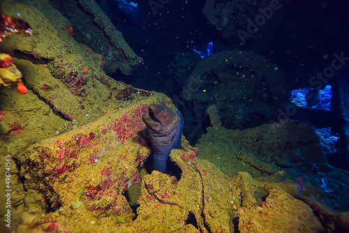 moray eel under water, nature photo wild snake predator marine in the ocean photo