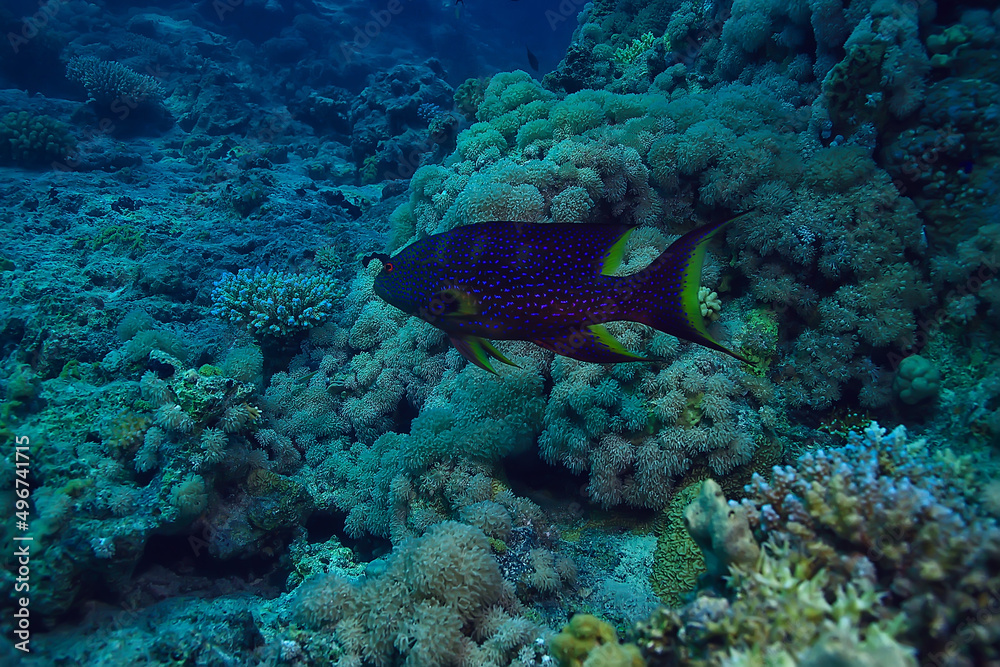 Fototapeta premium coral reef background, underwater marine life ecosystem ocean sea