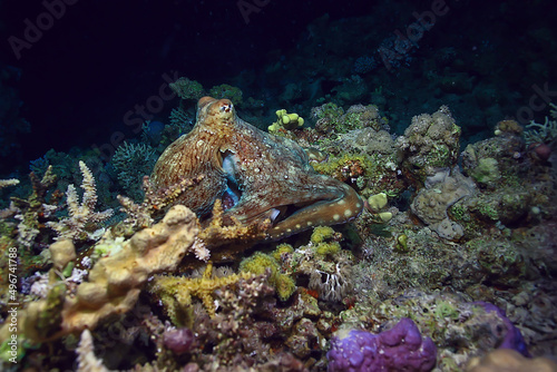 octopus in the sea underwater photo on the reef