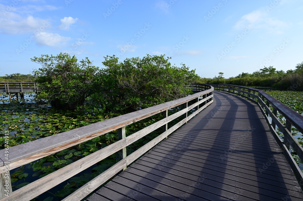 Anhinga Trail and boardwalk in Everglades National Park, Florida on sunny April morning.